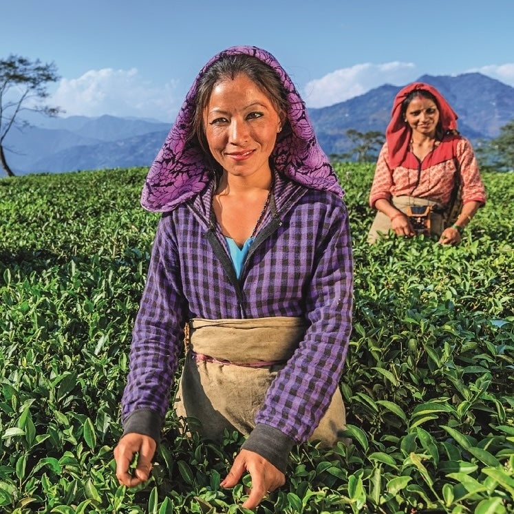 Two women are harvesting April 2024 Harvest - Grand Cru First Flush Organic &quot;Spring Wonder&quot; Samabeong Estate Darjeeling STGFOP1 by Magic Hour in the verdant Samabeong Tea Garden. The woman in the foreground wears a purple plaid shirt and a purple headscarf, while the woman in the background wears a red plaid shirt and a red headscarf. Mountains and a blue sky are visible in the distance.