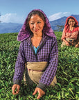 Two women are harvesting April 2024 Harvest - Grand Cru First Flush Organic "Spring Wonder" Samabeong Estate Darjeeling STGFOP1 by Magic Hour in the verdant Samabeong Tea Garden. The woman in the foreground wears a purple plaid shirt and a purple headscarf, while the woman in the background wears a red plaid shirt and a red headscarf. Mountains and a blue sky are visible in the distance.