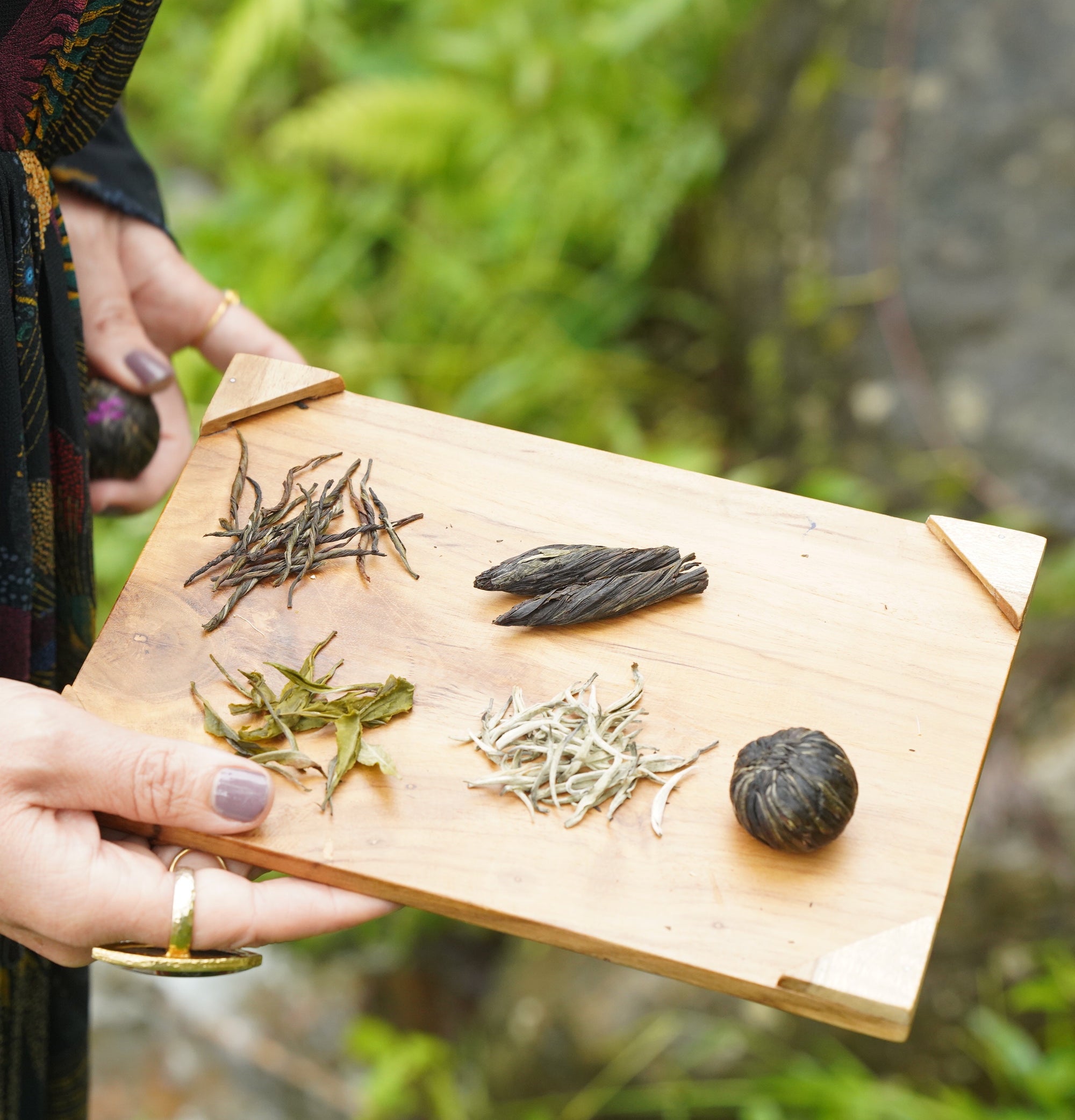 A person holds a wooden tray with five different types of dried tea leaves arranged on it. The background features green, blurred foliage. The person is wearing a dark-colored garment and has painted nails.