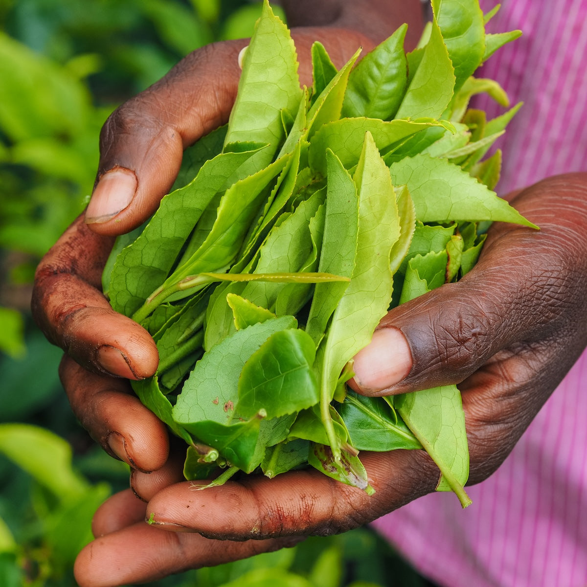 Close-up of hands holding a bunch of freshly picked Darjeeling tea leaves. The bright green leaves glimmer in the foreground, with more lush foliage in the background. The person&#39;s shirt, adorned with pink stripes, adds a charming touch. This scene captures the essence of Magic Hour&#39;s April 2024 Harvest - Grand Cru First Flush Goomtee Estate Darjeeling FTGFOP1.