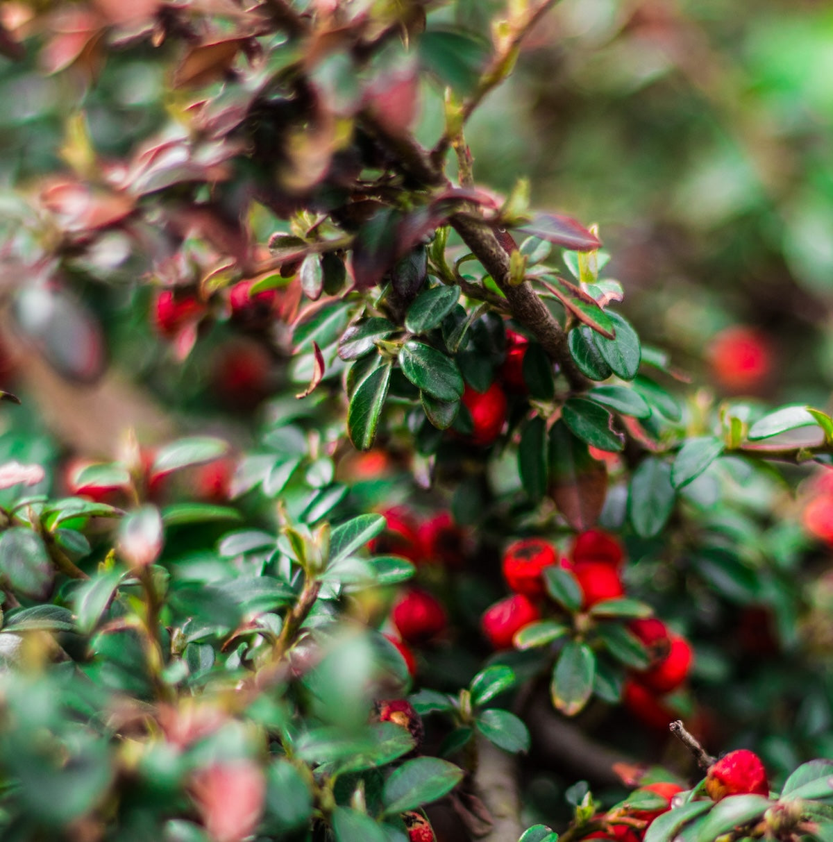 Close-up of a bush with dark green leaves and clusters of small, bright red berries. The berries and leaves are densely packed, creating a vibrant and lush appearance. The background is blurred, highlighting the detailed texture of the foliage and berries in the foreground.