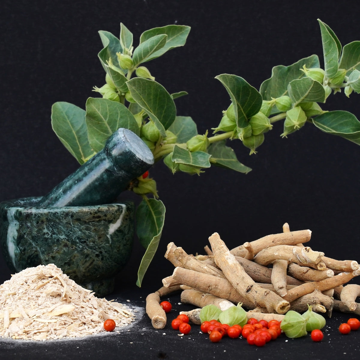 A dark green mortar and pestle is partially filled with a leafy green plant, surrounded by various forms of the same plant: fresh leaves, dried roots, a powdered form in a small pile, and bright red berries. The background is black, highlighting the vibrant colors.