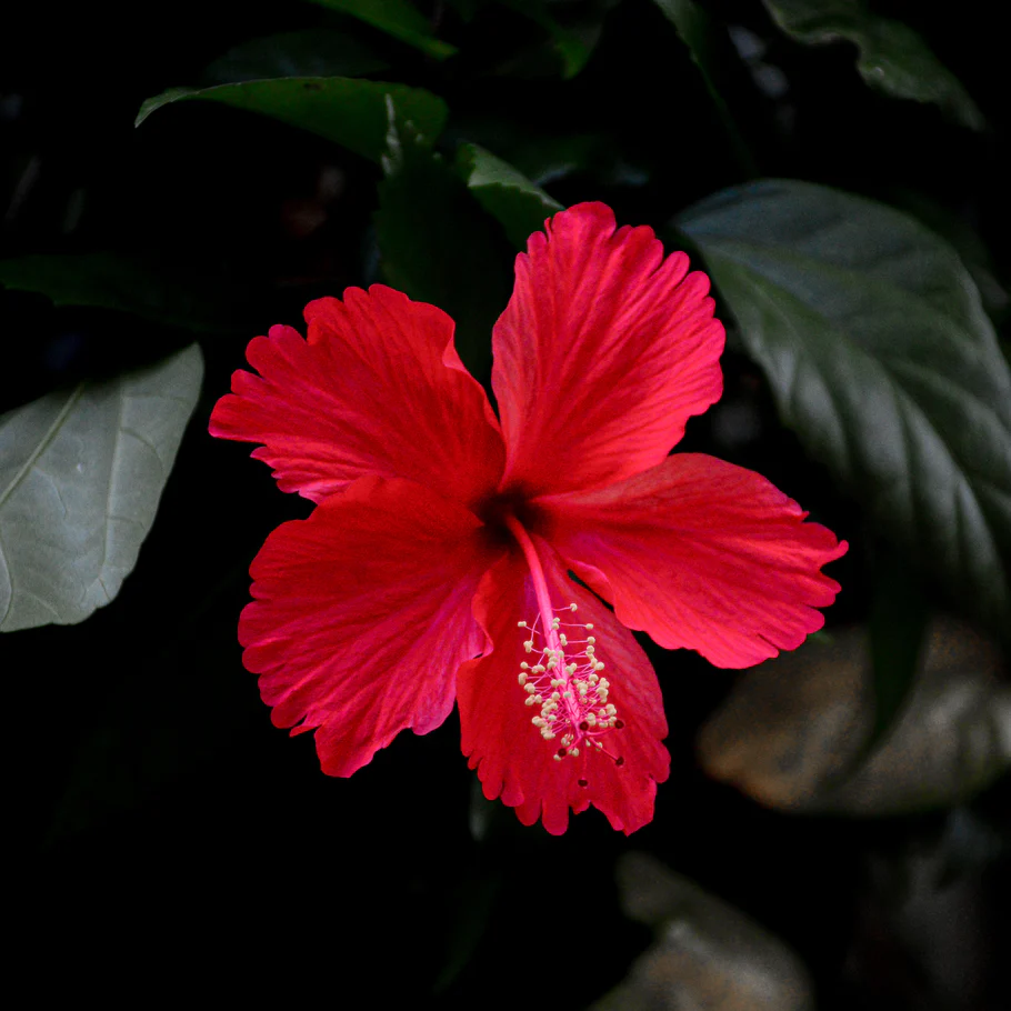 A vivid red hibiscus flower with delicate petals and a prominent stamen stands out against a dark green leafy background.