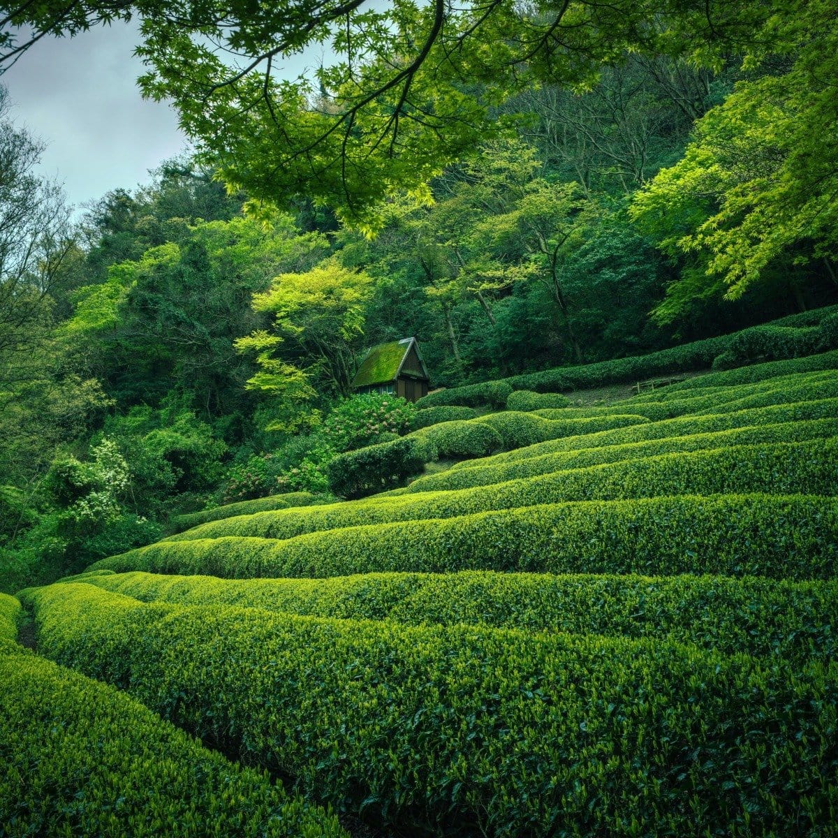 A serene tea plantation featuring lush, meticulously arranged rows of vibrant green tea plants. The background includes a small wooden hut nestled among dense, verdant trees and foliage. Overhead, branches and leaves frame the picturesque landscape – a perfect setting to enjoy Magic Hour Sencha Kyoto Green Tea.
