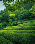 A serene tea plantation featuring lush, meticulously arranged rows of vibrant green tea plants. The background includes a small wooden hut nestled among dense, verdant trees and foliage. Overhead, branches and leaves frame the picturesque landscape – a perfect setting to enjoy Magic Hour Sencha Kyoto Green Tea.