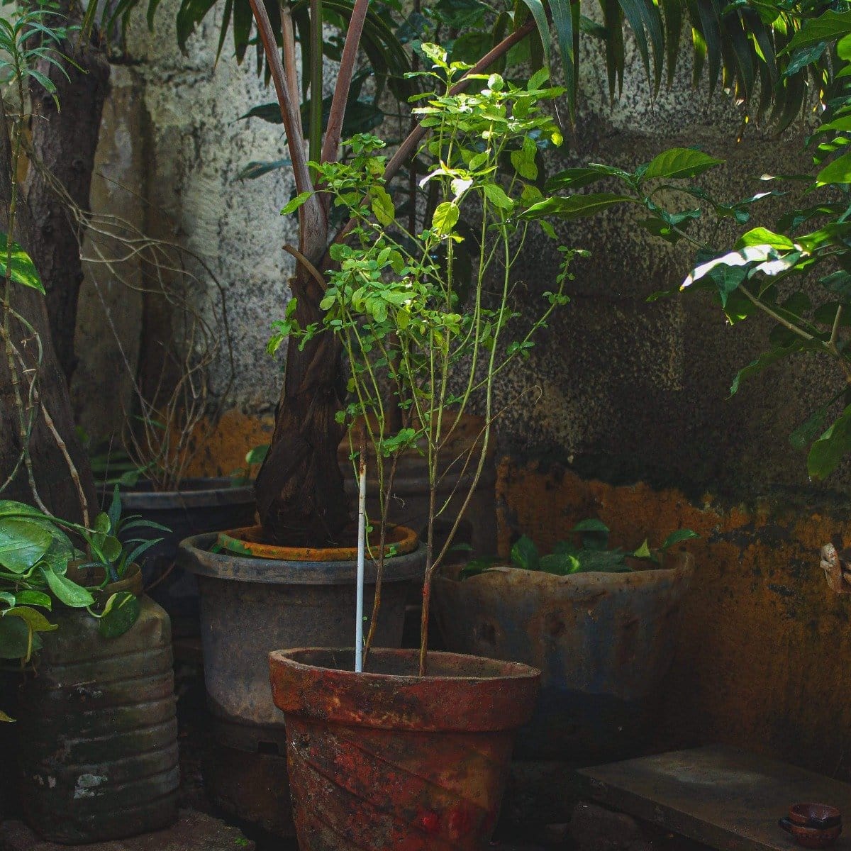 A small garden features a variety of potted plants with lush green foliage, perfect for enjoying a cup of Bliss: Sacred Tulsi Adaptogen Tea by Magic Hour. One tall plant in the center stands out among the others, which are placed in various containers against an aged concrete wall. The area appears shaded and serene.