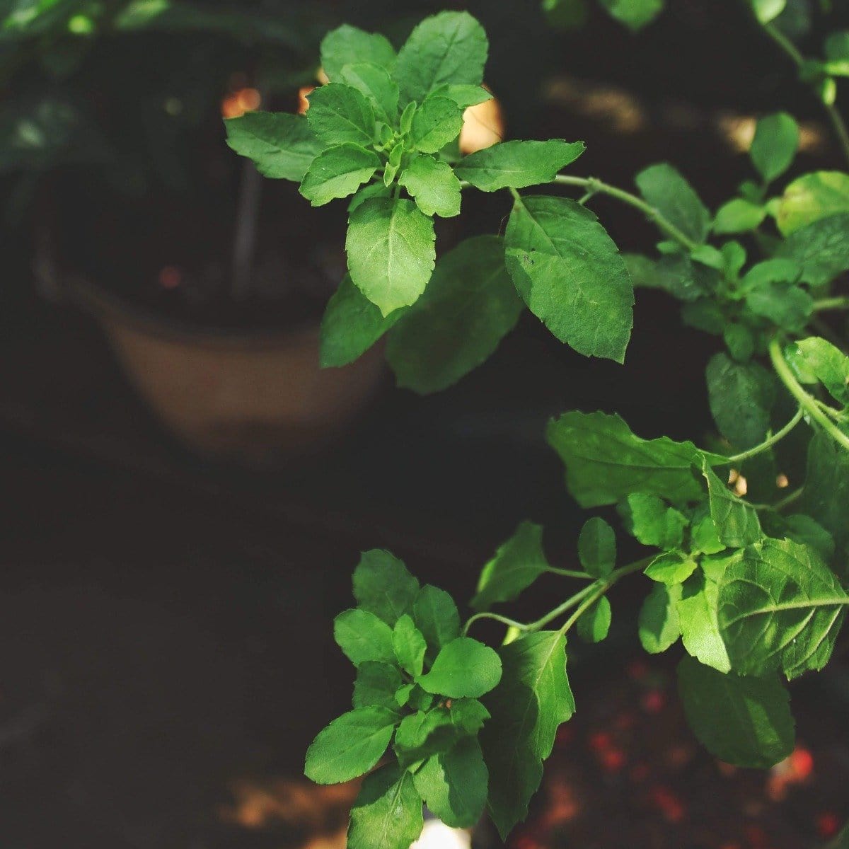 A close-up of bright green basil leaves on a plant, with a blurred garden background. The leaves are fresh and well-defined, much like the vibrant ingredients in Bliss: Sacred Tulsi Adaptogen Tea by Magic Hour, indicating a healthy plant.