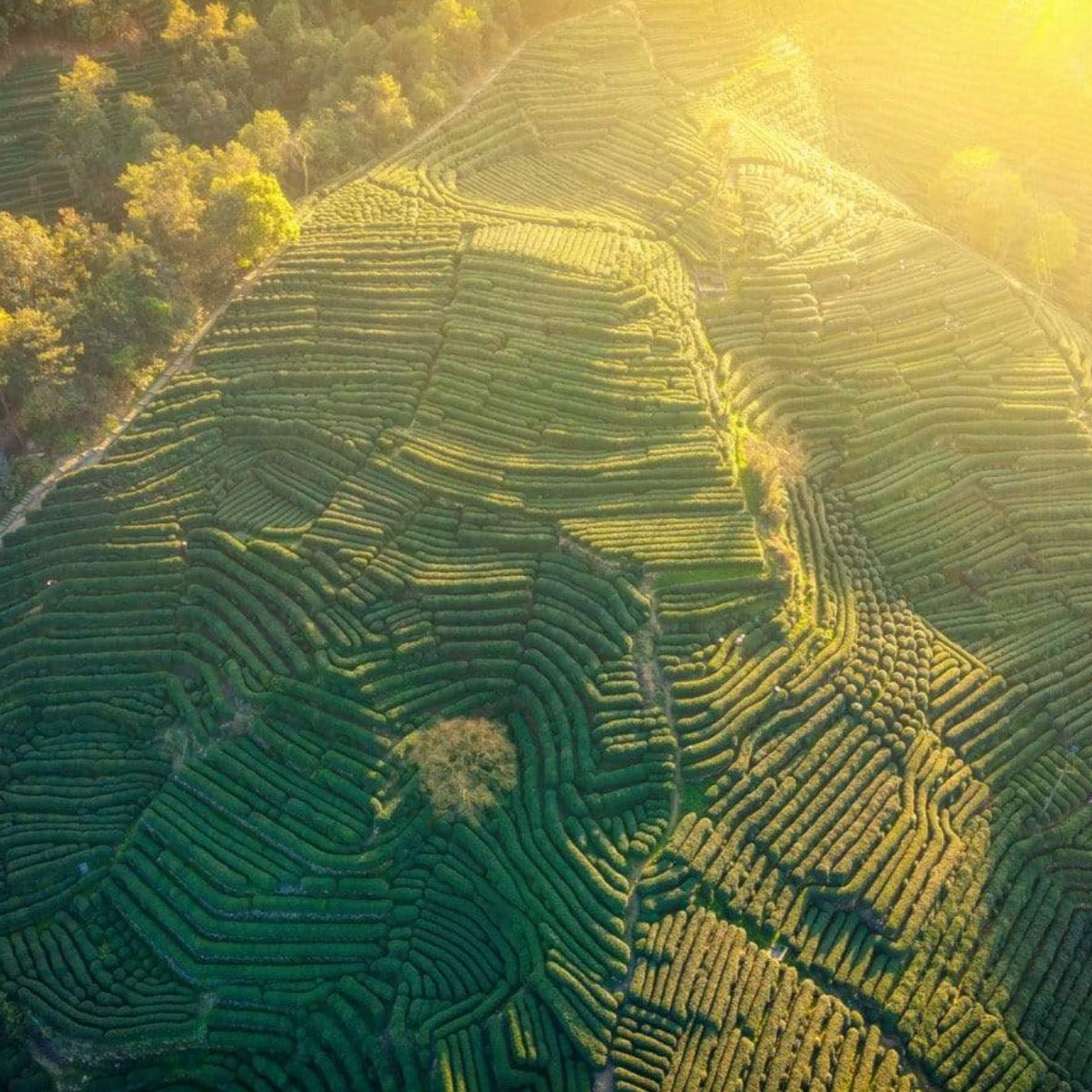 An aerial view captures a lush, green terraced hillside in Zhejiang, China, bathed in golden sunlight. The terraces create intricate patterns dedicated to cultivating Organic Dragonwell Longjing Green Tea- ARCHIVE, framed by trees at the edges. The warm glow of the sun accentuates the vibrant greenery of the landscape.