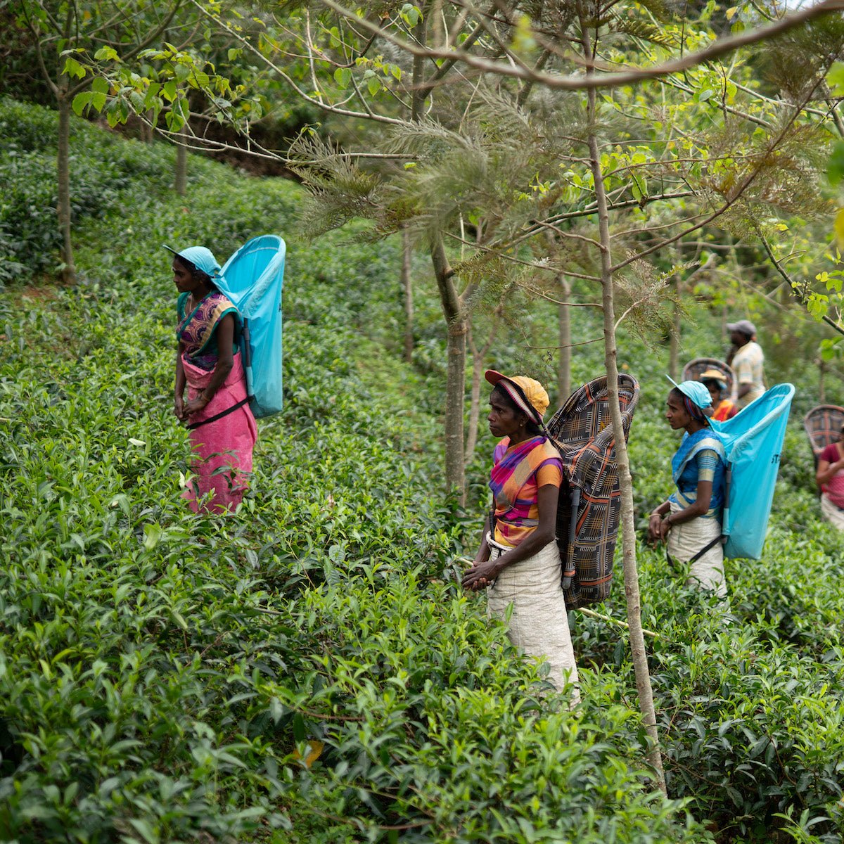 Biodynamic Tea Farm Ceylon Biodynamic Green Tea | Magic Hour