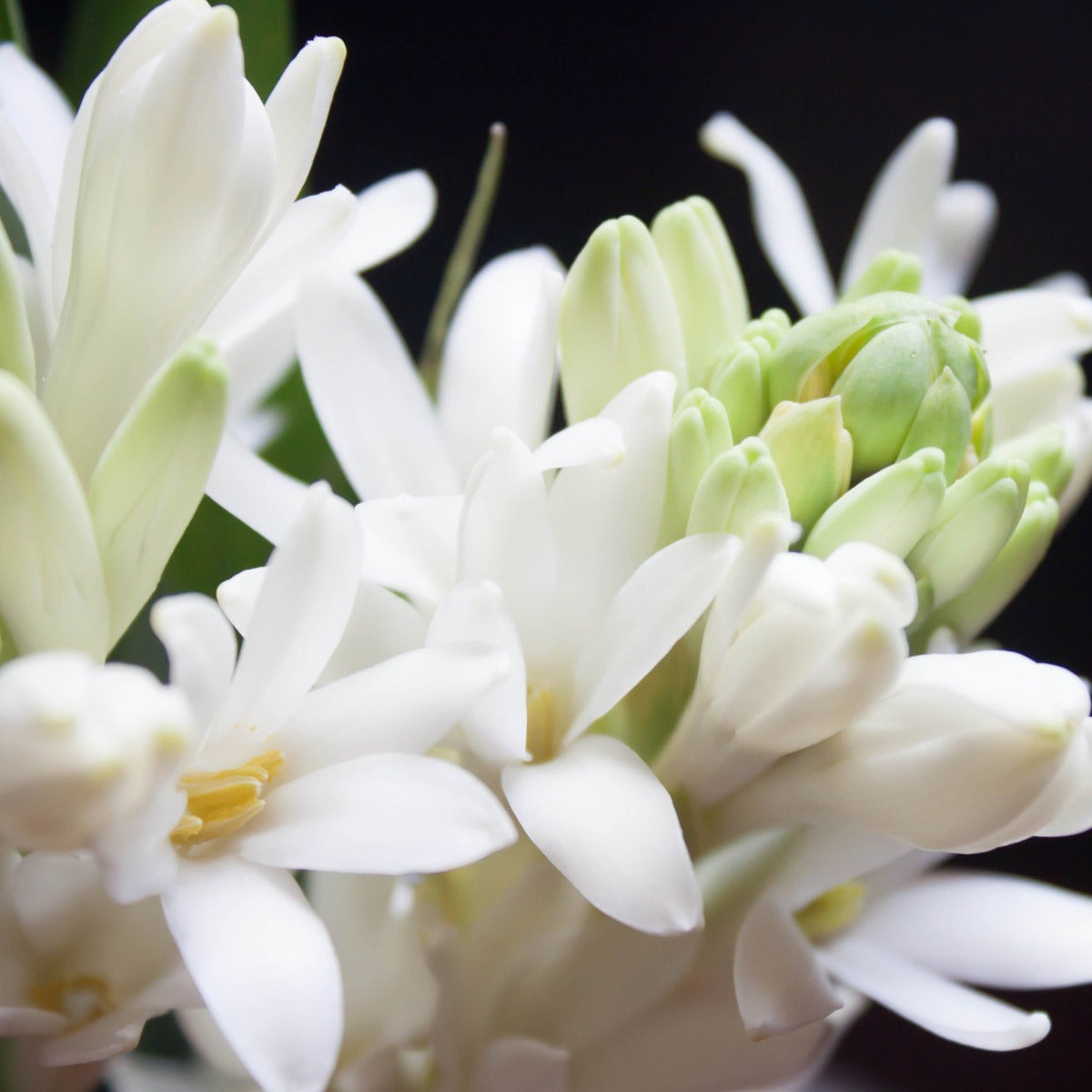 Close-up of a blooming tuberose flower cluster with white, tubular petals and some buds still in early stages of opening. The background is dark, contrasting with the bright, delicate flowers—a scene reminiscent of sipping Magic Hour Jasmine Moon White Tea of Reverence amid nature's beauty.