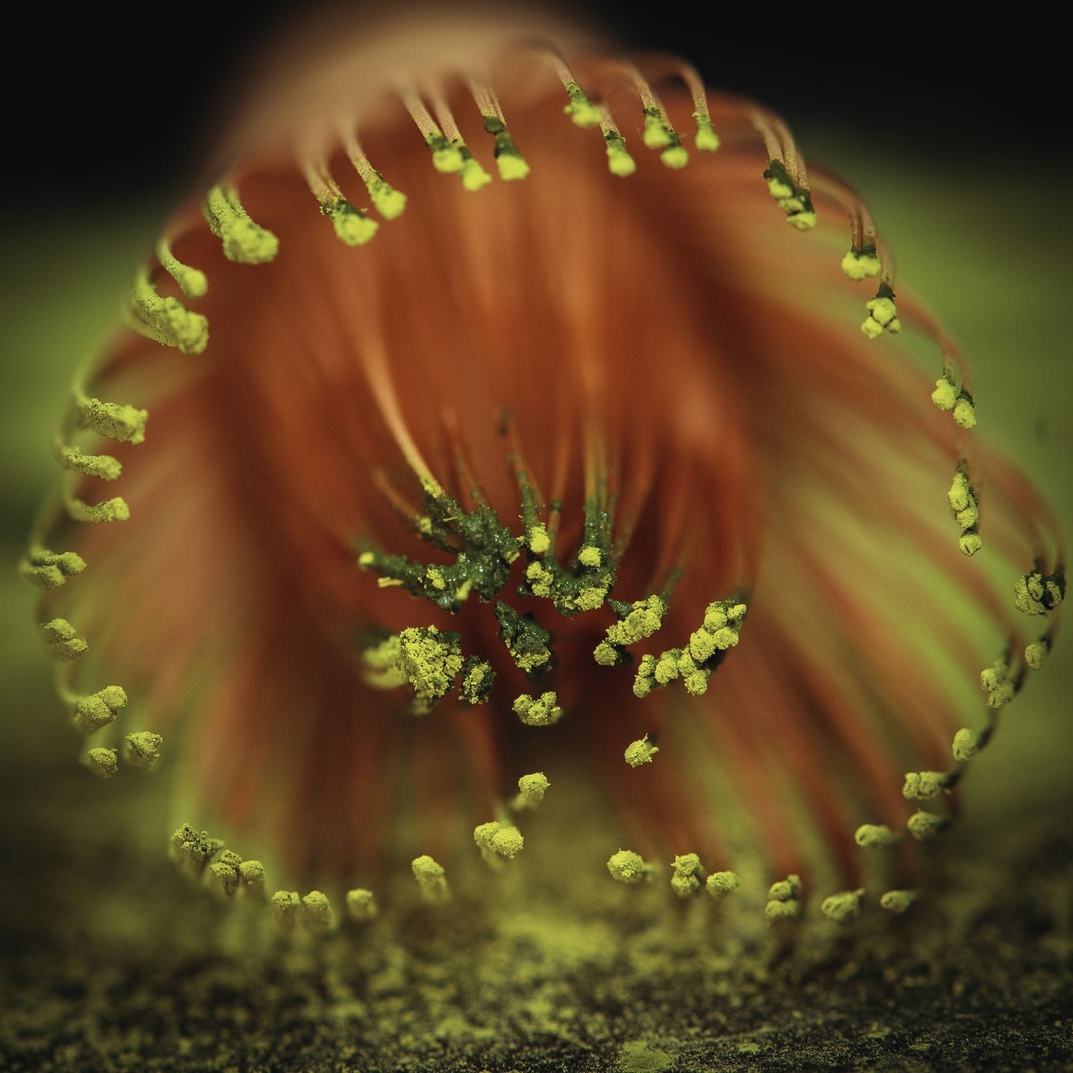 Close-up of a vibrant red-orange flower stamen surrounded by tiny, yellow pollen grains. The petals form a circular pattern around the stamen, creating a visually striking contrast against a blurry, green background. This natural beauty evokes the calming essence of Magic Hour Artisanal Magic Hour Matcha Whisk.